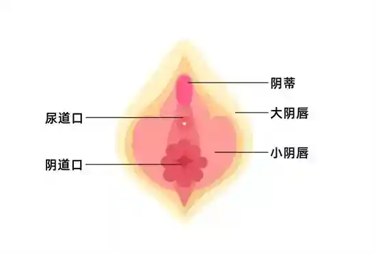 女人的A点U点G点什么意思