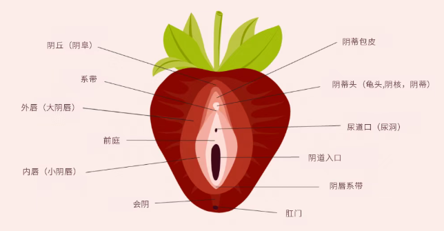 从前戏到高潮，掌握「舔」的艺术让她水流不止
